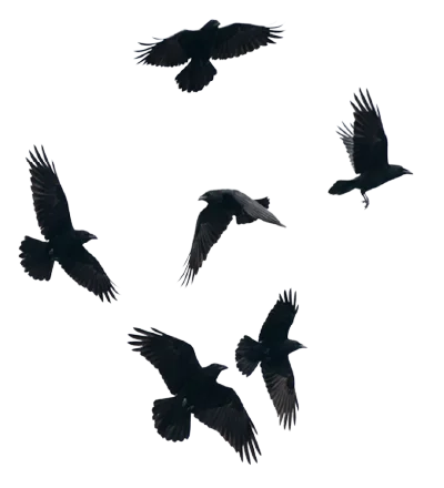 Home Decorative birds illustration